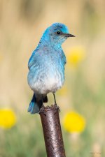 MountainBluebird-336.jpg