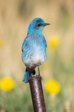 MountainBluebird-337.jpg