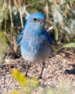 MountainBluebird-338.jpg