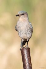 MountainBluebird-343.jpg
