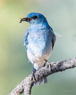 MountainBluebird-344.jpg