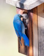 MountainBluebird-345.jpg