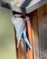 MountainBluebird-346.jpg
