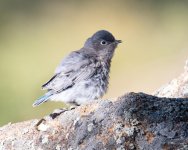 MountainBluebird-348.jpg