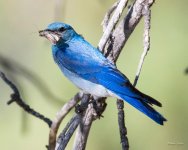 MountainBluebird-347.jpg