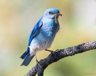 MountainBluebird-349.jpg