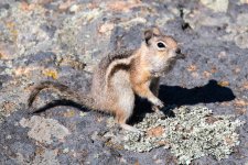 GroundSquirrel-300.jpg