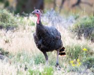 WildTurkey-300.jpg