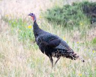 WildTurkey-301.jpg