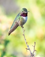 Hummer-340.jpg