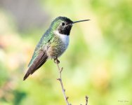 Hummer-341.jpg