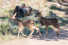 Fawn Twins-300.jpg