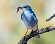 MountainBluebird-350.jpg