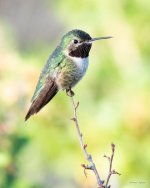 Hummer-342.jpg