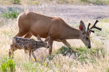 BuckAndFawn-300.jpg