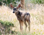 Fawn-330.jpg