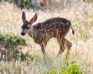 Fawn-331.jpg