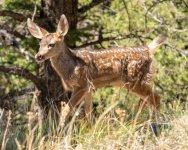 Fawn-341.jpg