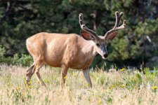 Buck-300.jpg