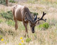 Buck-301.jpg