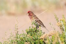 CassinsFinch-300.jpg