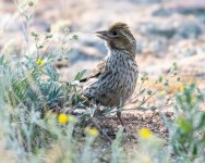 CassinsFinch-301.jpg