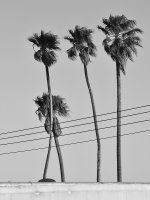 Palms.jpg