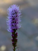 BlueFlower.jpg