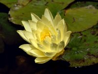 Waterlily.jpg