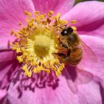 Bee3.jpg