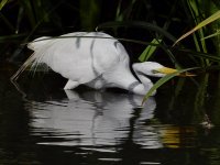 Egret3.jpg
