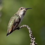 Hummer3.jpg