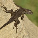 Lizard6.jpg
