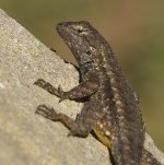 Lizard8.jpg