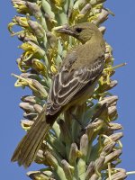 Oriole4.jpg