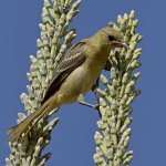 Oriole12.jpg