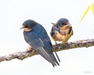 BarnSwallows-335.jpg