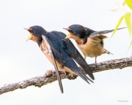 BarnSwallows-336.jpg
