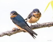 BarnSwallows-338.jpg