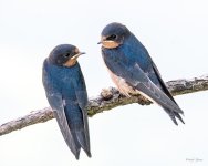 BarnSwallows-339.jpg