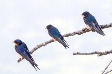 BarnSwallows-340.jpg
