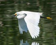 SnowyFlight-335.jpg