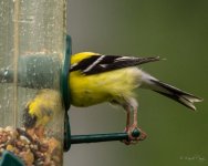 DSC_4047.jpg