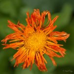 DSC_4093.jpg