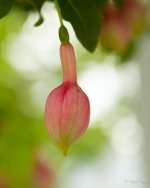 DSC_4103.jpg