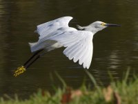 Egret3.jpg