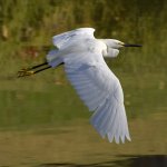 Egret7.jpg
