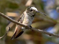 Hummer5.jpg