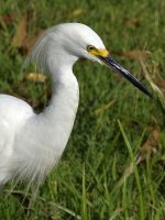 Egret11.jpg