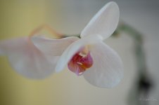 DSC_4168.jpg